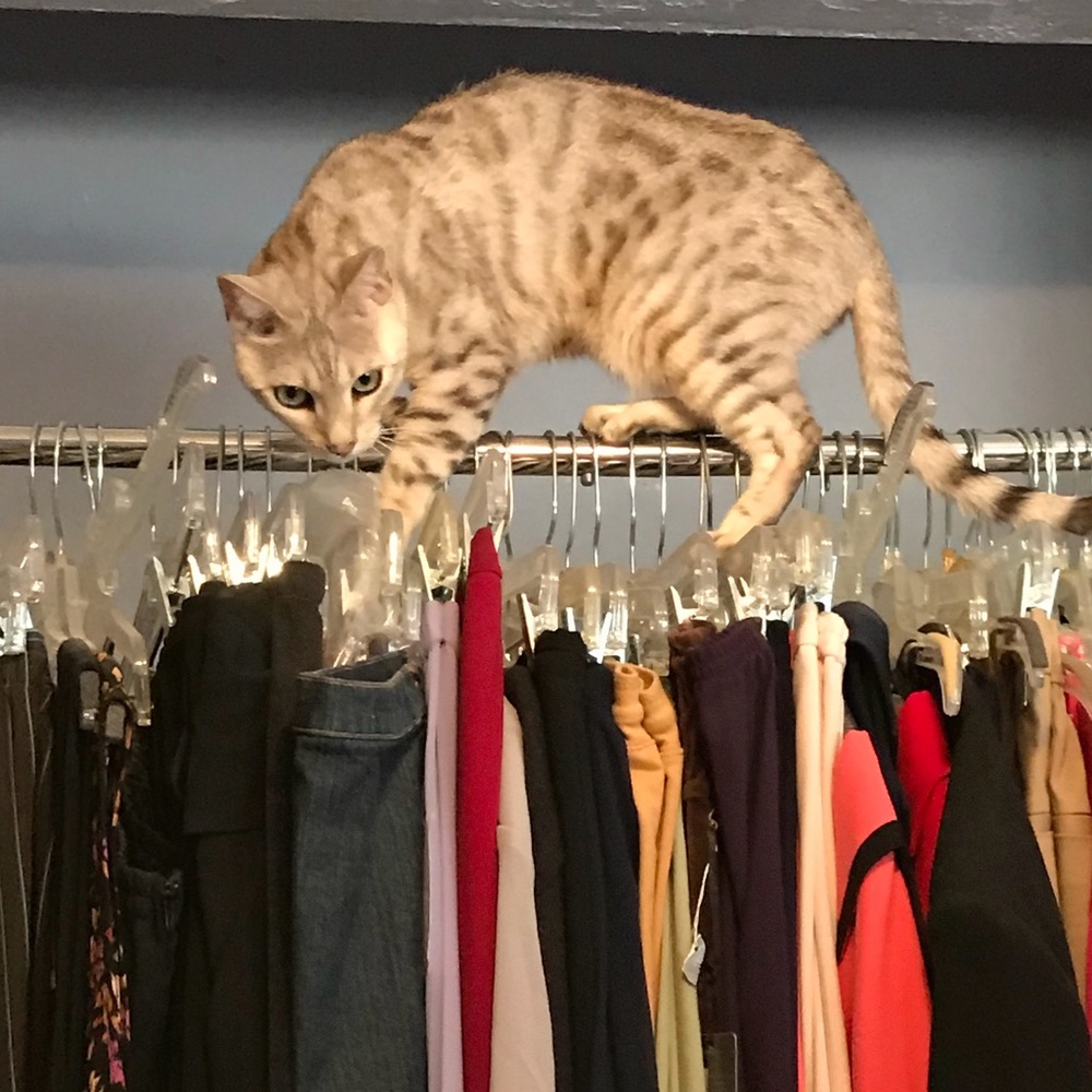 Meet your Posher, Irene